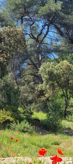 Les Bois De Zola Entre Provence Et Luberon Aparthotel Saint-Esteve-Janson Ruang foto